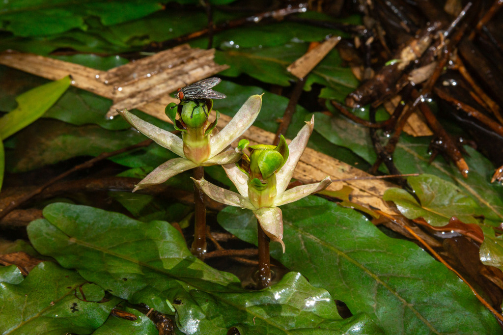 Barclaya longifolia (Barclaya longifolia)