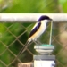 Philippines Long-tailed Shrike - Photo (c) Lars Mannzen, all rights reserved, uploaded by Lars Mannzen