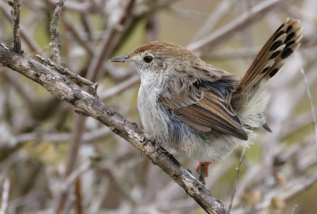 Gray-backed Cisticola (Cisticola subruficapilla) photo