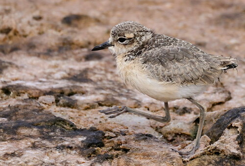 Kittlitz's Plover