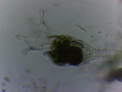 Collotheca coronetta