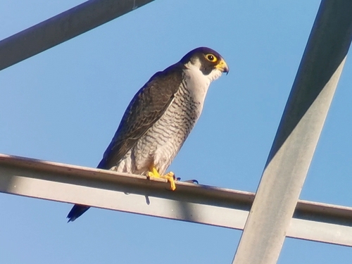 Avistamiento Halcón peregrino