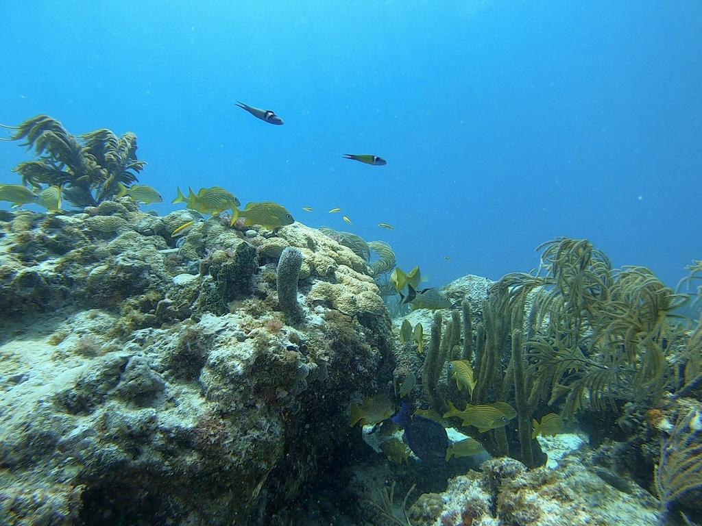 Grunts from Straits of Florida, Miami, FL, US on April 27, 2019 at 02: ...