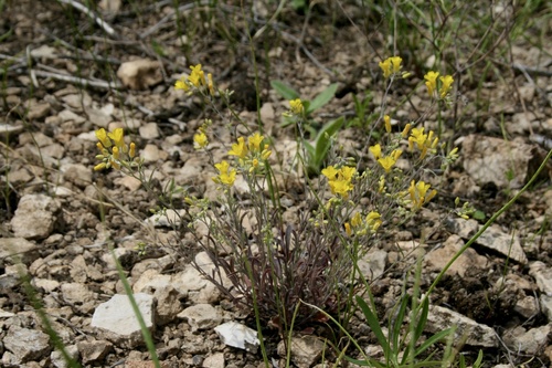 limestoneglade bladderpod (Lesquerella filiformis)