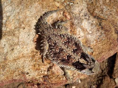 Blainville's Horned Lizard