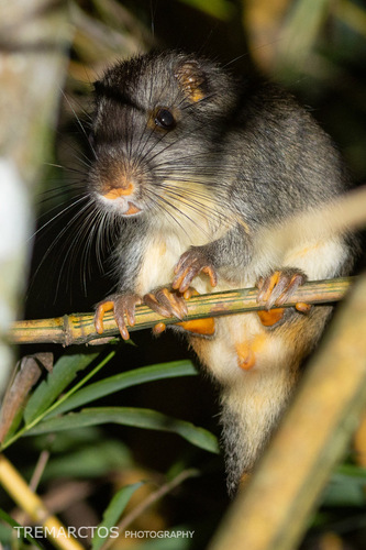 Bolivian Bamboo Rat (Dactylomys boliviensis) — Least Concern Mammalia
