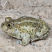American Spadefoot Toads - Photo (c) Alice Abela, all rights reserved