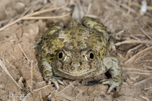 Great Basin Spadefoot