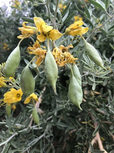 Bladderpod
