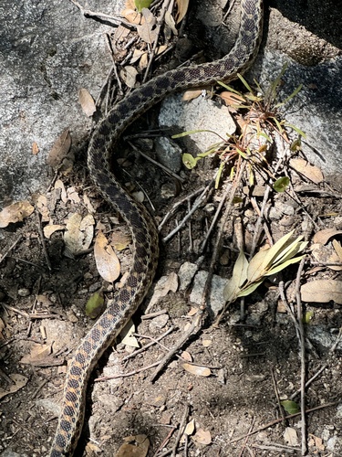 iNaturalist observation photo of Pacific Gopher Snake