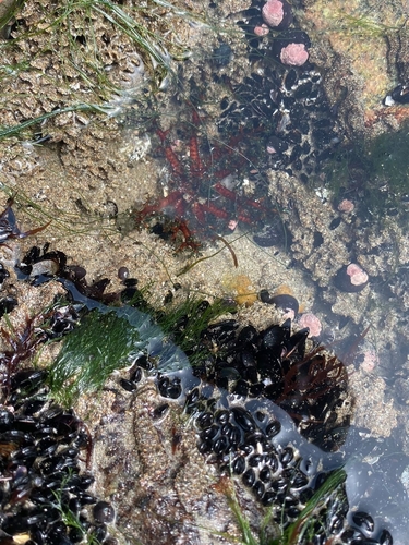 taxonomy_inaturalist image for Cucumariidae