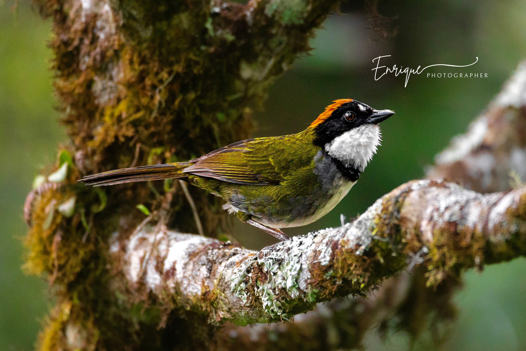 Chestnut-capped Brushfinch photo