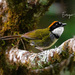 Chestnut-capped Brushfinch - Photo (c) Enrique Giron, all rights reserved, uploaded by Enrique Giron