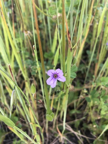 iNaturalist observation photo of Mediterranean Stork's-bill