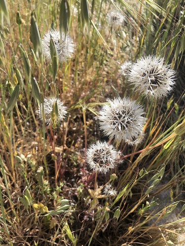 iNaturalist observation photo of silverpuffs