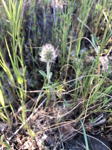 iNaturalist observation photo of Rancheria clover