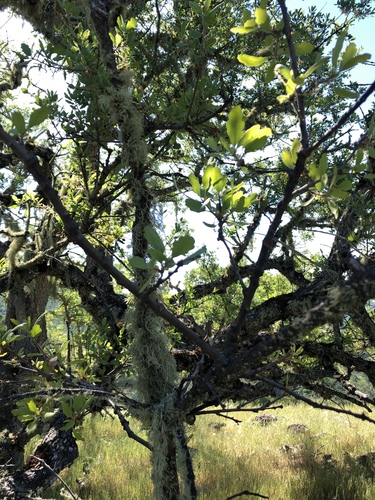 iNaturalist observation photo of Dumosae