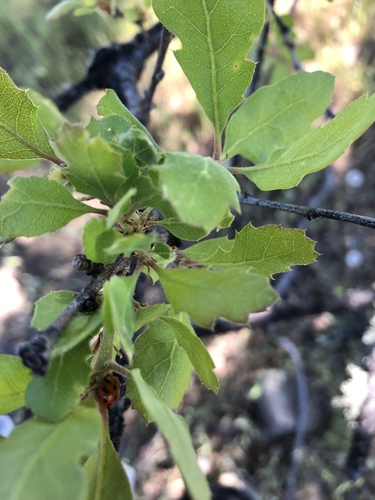 iNaturalist observation photo of Dumosae