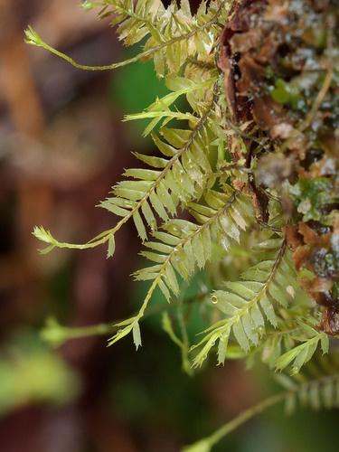 Plagiochila trabeculata