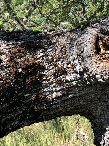 iNaturalist observation photo of Mosses