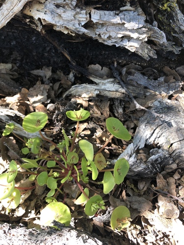 iNaturalist observation photo of miner's lettuce