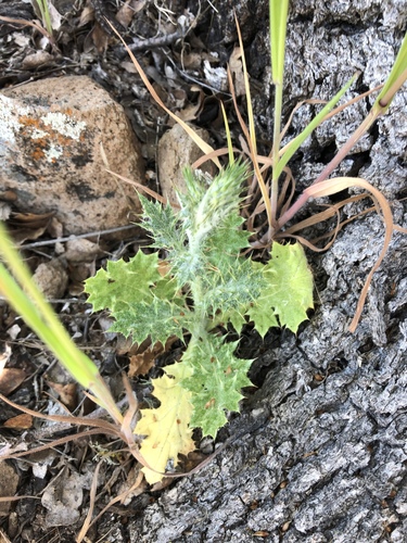 iNaturalist observation photo of Thistles and Allies
