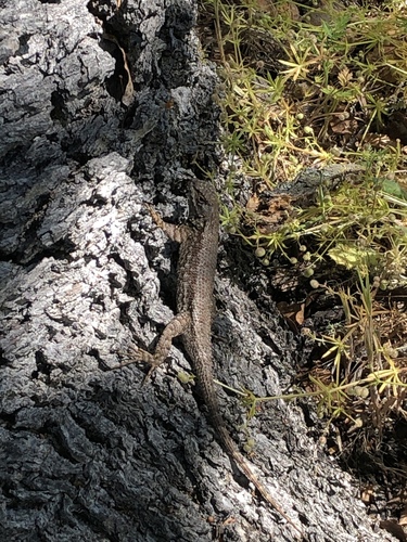 iNaturalist observation photo of Western Fence Lizard