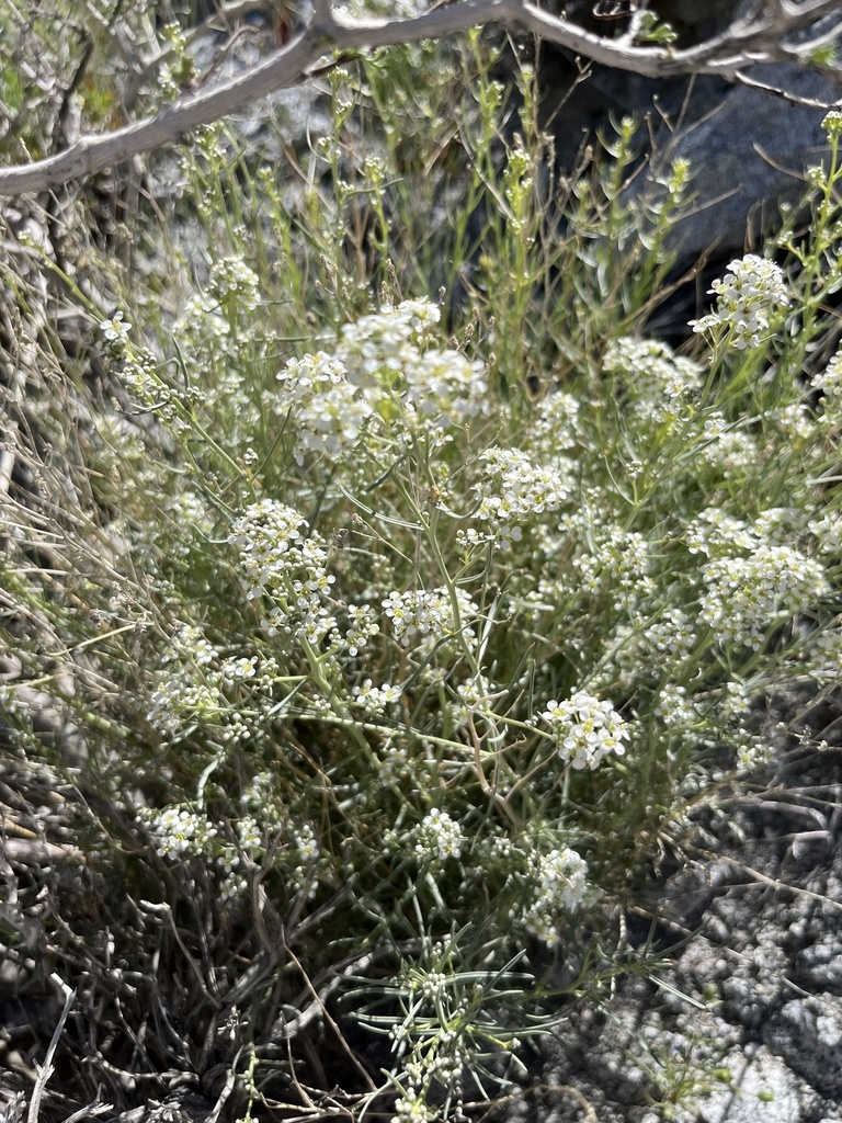 desert pepperweed from Joshua Tree National Park, Desert Hot Springs ...