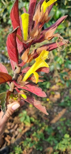 Columnea sulfurea