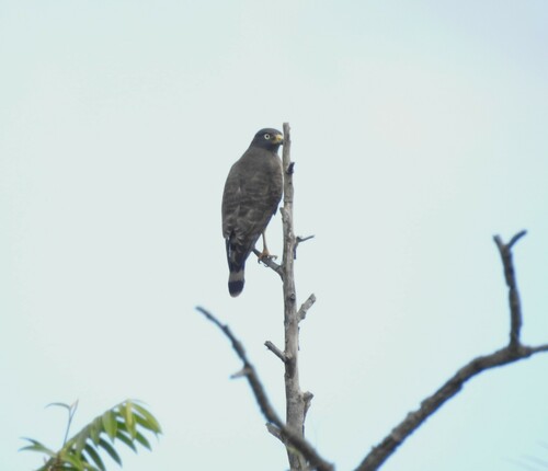 Roadside Hawk