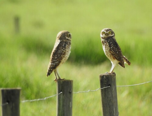 Burrowing Owl