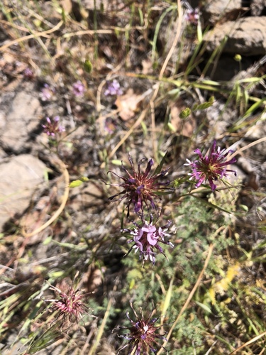 iNaturalist observation photo of tomcat clover
