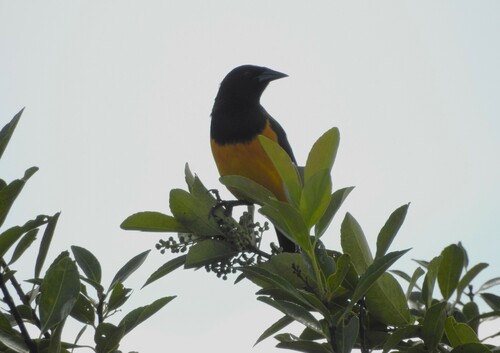 Yellow-rumped Marshbird