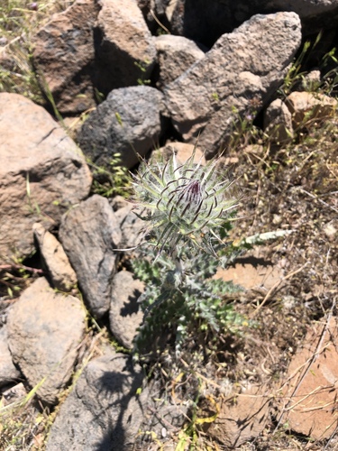 iNaturalist observation photo of Plume Thistles