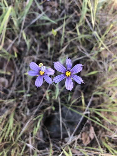iNaturalist observation photo of western blue-eyed grass