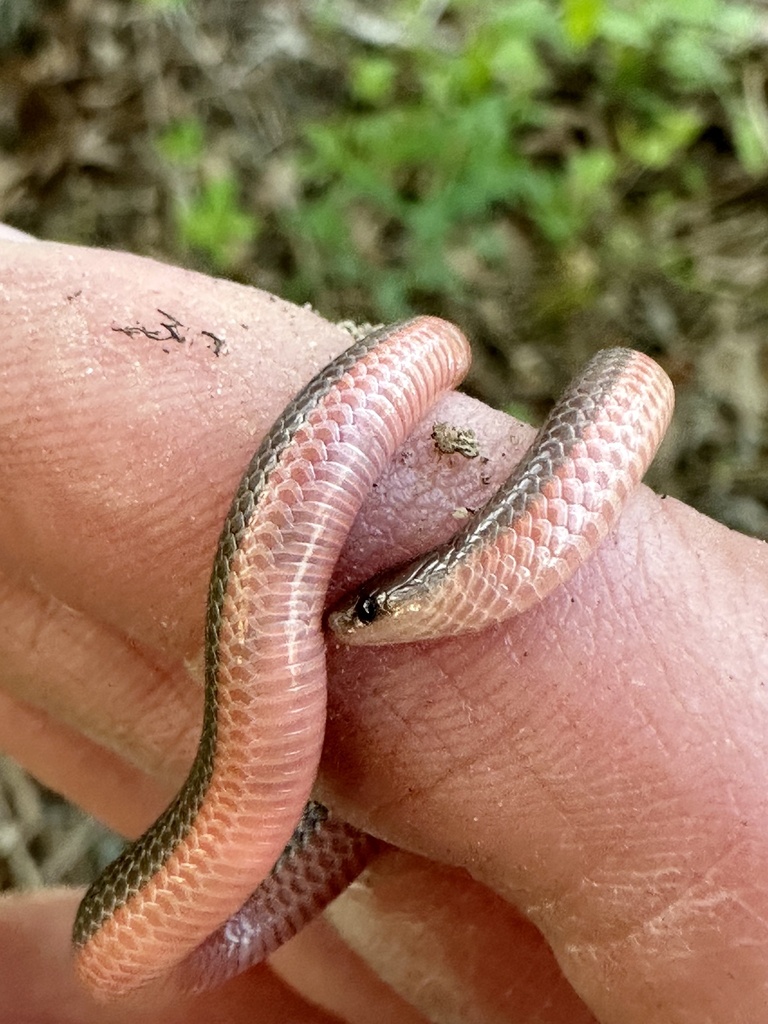 Carphophis amoenus amoenus in April 2024 by novah21 · iNaturalist