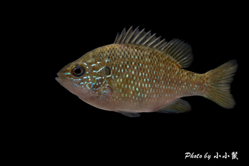 Dollar Sunfish