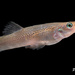 Pike Topminnow - Photo (c) Hanyang Ye, all rights reserved, uploaded by Hanyang Ye