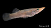 Pike Topminnow - Photo (c) Hanyang Ye, all rights reserved, uploaded by Hanyang Ye
