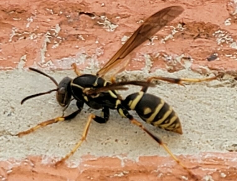 Northern Paper Wasp from Wayne, IL on April 26, 2022 at 02:29 PM by ...