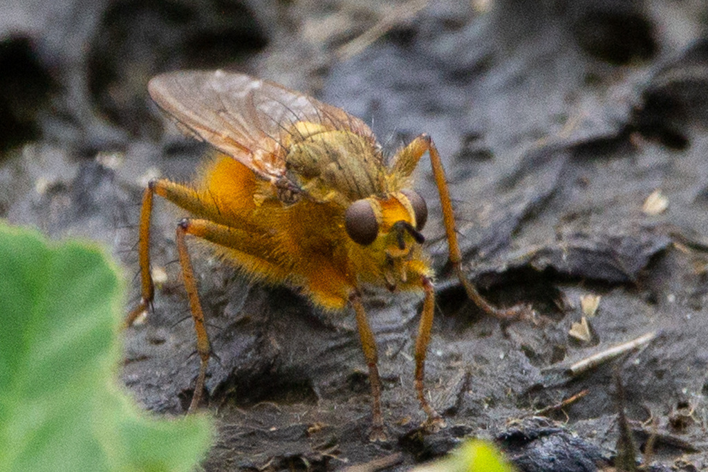 Golden Dung Fly from Snoqualmie, WA, USA on April 21, 2024 at 01:59 PM ...