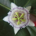 Passiflora sicyoides - Photo (c) Arturo Hernandez, all rights reserved, uploaded by Arturo Hernandez