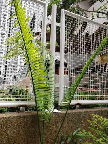 Cycas simplicipinna