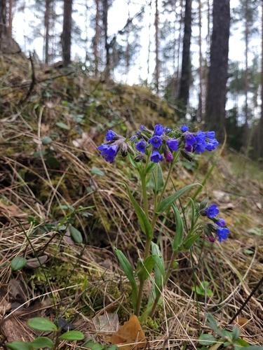 Pulmonaire angustifolia 3