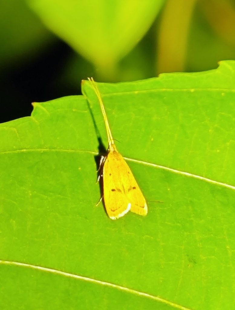 Long-horned Moths from Mandai Road Track 7 on April 15, 2024 at 10:00 ...