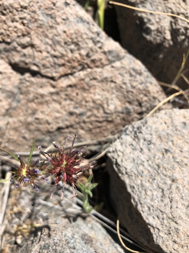 iNaturalist observation photo of tomcat clover