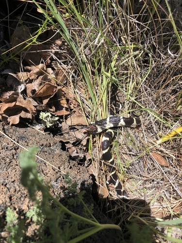 iNaturalist observation photo of California King Snake