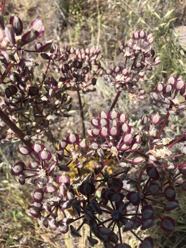 iNaturalist observation photo of Biscuitroots