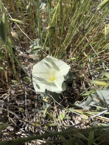 iNaturalist observation photo of Sierra False Bindweed