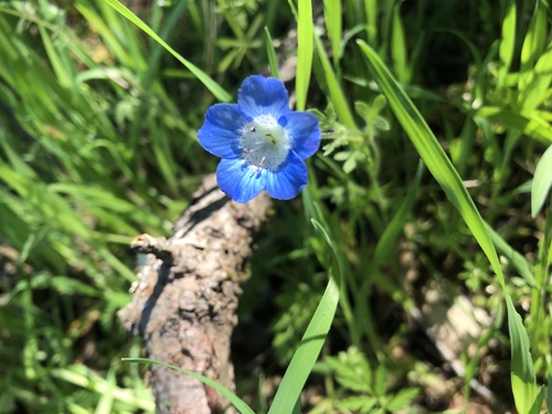 iNaturalist observation photo of Menzies' baby blue eyes